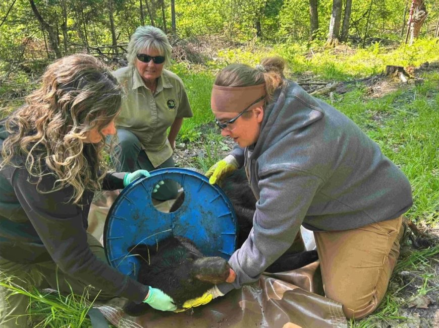 Opmerkelijk – Zwarte beer in Michigan (VS) na 2 jaar eindelijk verlost van deksel om nek