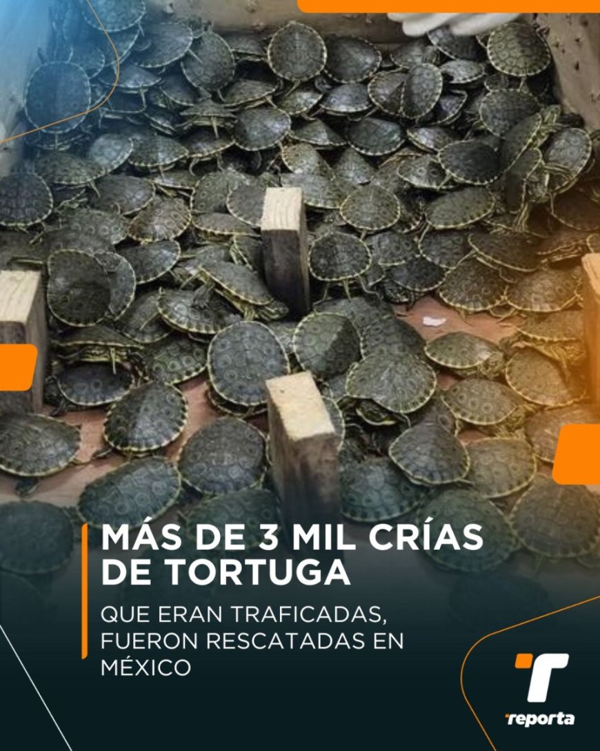 Opmerkelijk – Politie Mexico redt ruim 3.000 babyschildpadjes in kartonnen dozen 
