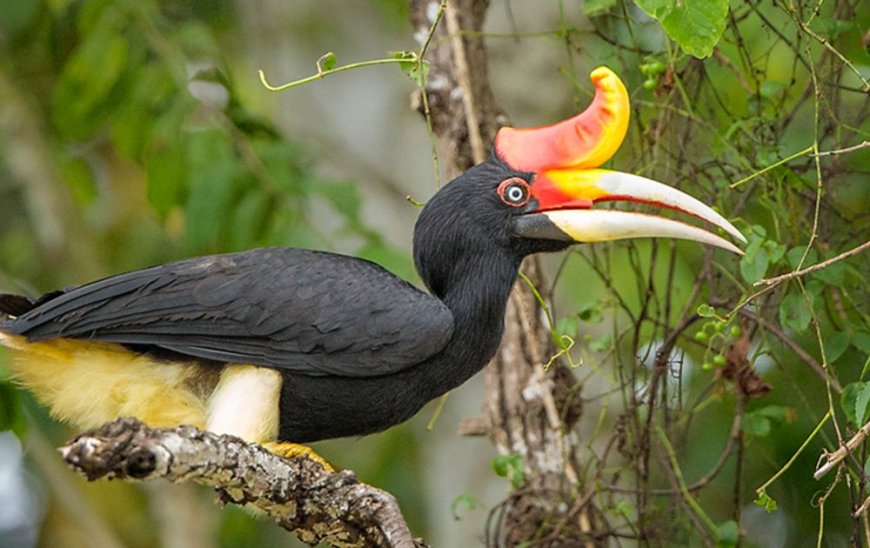 Vogelsoorten op rand van uitsterven: meer dan 500 verdwijnen mogelijk binnen eeuw