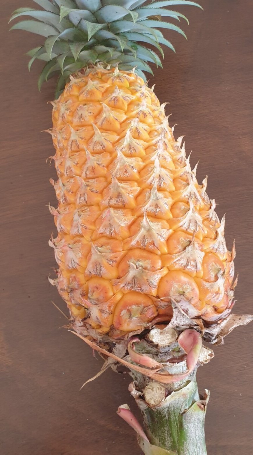 Het is weer ananastijd – gezond, veelzijdig en zelf te kweken