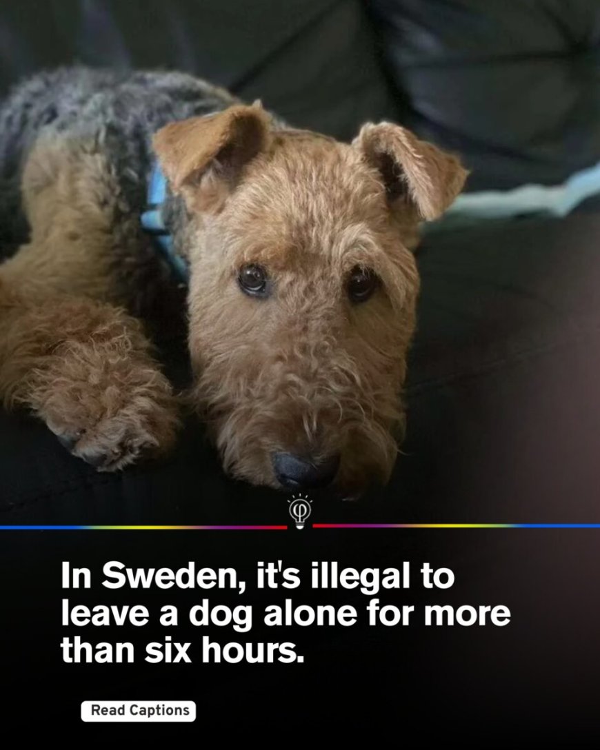 Dierenwelzijn in Zweden