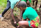 Jongeren Sipaliwini planten bomen voor duurzame landbouw en bewustwording