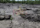 Door modder en manpira’s voor de mangroves van Bigi Pan