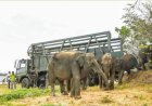 Sri Lanka zet verweesde olifanten terug in de jungle