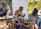 Opmerkelijk – Apen op Bali weten dat toeristen liever hun gestolen gsm terugkrijgen dan hun h