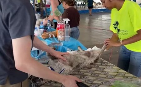 647 honden en katten gesteriliseerd in vier dagen tijd