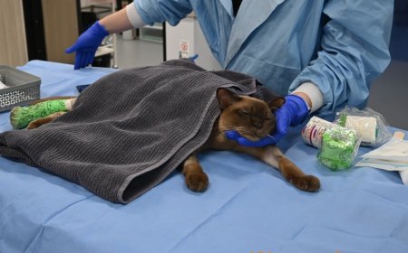 Opmerkelijk – Kitten Pablo in Australië draait bijna uur en 3000 rondjes mee in wasmachine