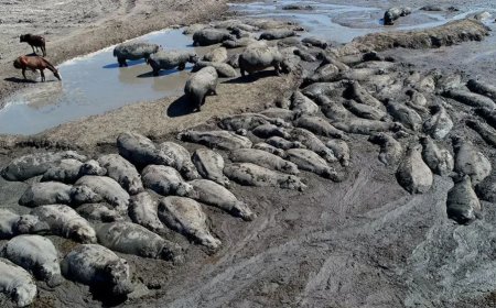 VN-rapport: Droogte is wereldwijd groeiende ramp