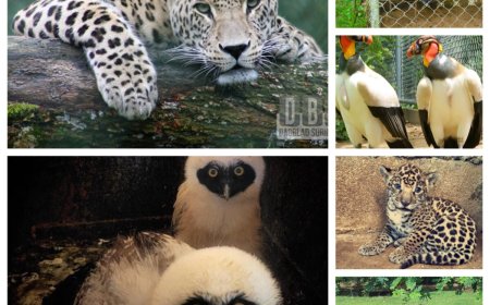 Paramaribo Zoo houdt rekening met rustbehoefte dieren ondanks dagelijkse opening