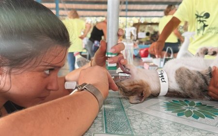 647 honden en katten gesteriliseerd tijdens 19e project Stichting Caribbean Spay en Neuter