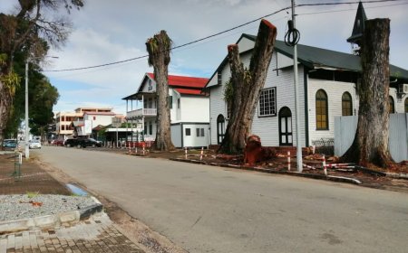Opnieuw mahoniebomen geveld: Stad verliest schaduw en karakter