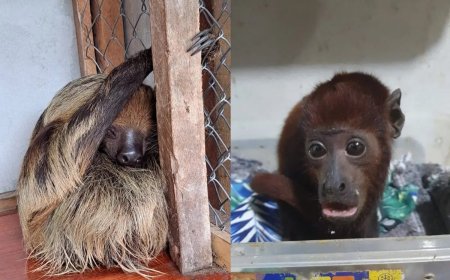 Internationaal netwerk van Amazone dierenhandel ontmanteld in Peru 