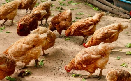 Opmerkelijk – Thaise kippen die cannabis krijgen toegediend zijn gezonder én lekkerder