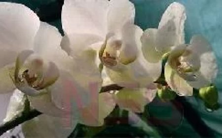 Menselijke resten aangetroffen op goudnederzetting in Brokopondo