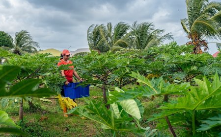 Dreigende prijsstijging groenten en fruit door opkomende olie-industrie