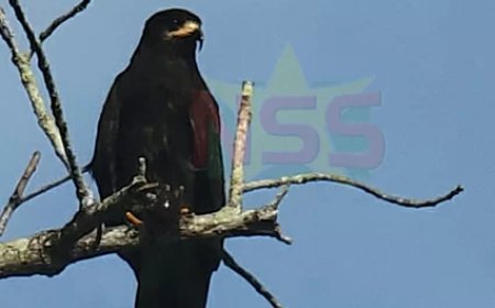 Column: Waar aasgieren regeren en reigers waken