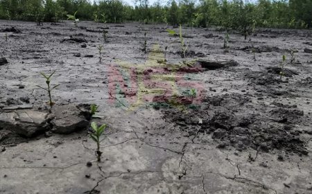 Door modder en manpira’s voor de mangroves van Bigi Pan