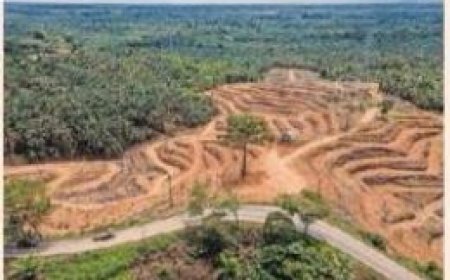 Indonesië vraagt om verdere uitstel van EU-deforestatiewet