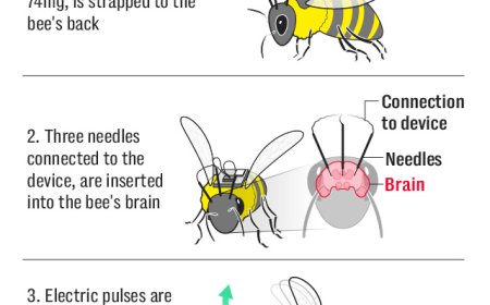 Opmerkelijk – Chinese wetenschappers creëren eerste ‘cyborg-bijen’ – ‘Handig voor spionagemis