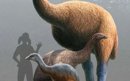 Opmerkelijk – Na reuzenwolf wil Amerikaans bedrijf de uitgestorven moa tot leven brengen