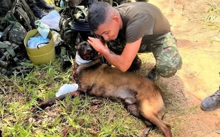 Bommen speurhond verliest poot bij explosie, geprezen als held voor redden tientallen levens 