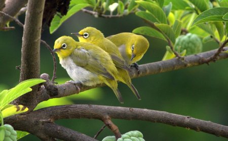 Opmerkelijk – Indonesië onderschept smokkel van 1200 bedreigde vogels