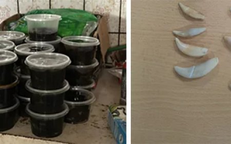 Twee buitenlanders aangehouden voor illegale handel in dierlijke substanties