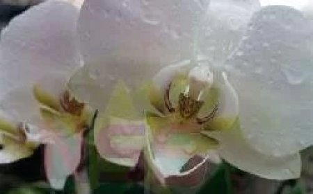 Kind (4) komt om bij felle woningbrand in Klaaskreek