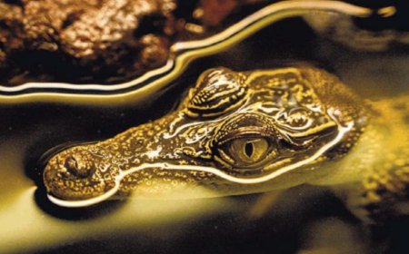 Alleen in Australië vinden huisdier-krokodillen een blijvend thuis