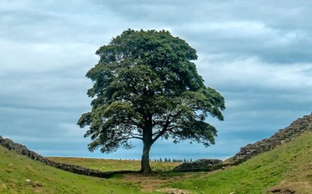 Opmerkelijk – Vier jaar cel voor mannen die wereldberoemde, stokoude Robin Hood-boom velden i