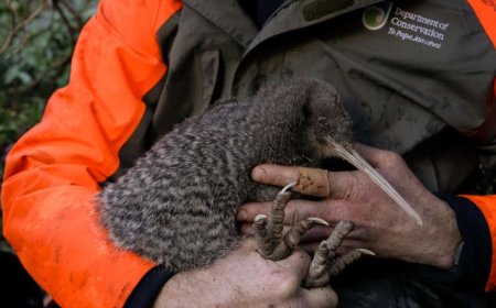 Opmerkelijk – Kleinste kiwisoort na 50 jaar weer in het wild op vasteland Nieuw-Zeeland gespo