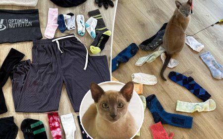 Kat in Nieuw-Zeeland komt iedere dag thuis met ondergoed van de buren