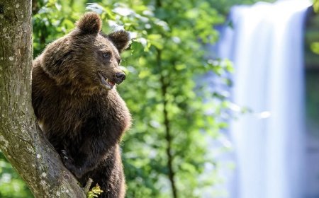 Natuur kent geen afval – een oproep tot herwaardering van het ecosysteem