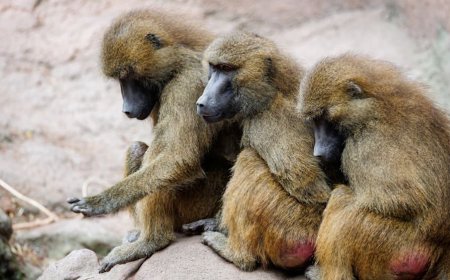Protest bij Duitse dierentuin na doden twaalf bavianen om ruimtegebrek