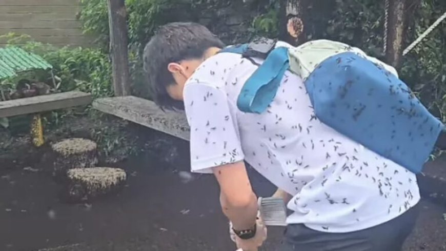 Seoul overspoeld door ‘lovebugs’, inwoners noemen het een ramp