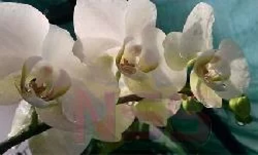 Menselijke resten aangetroffen op goudnederzetting in Brokopondo