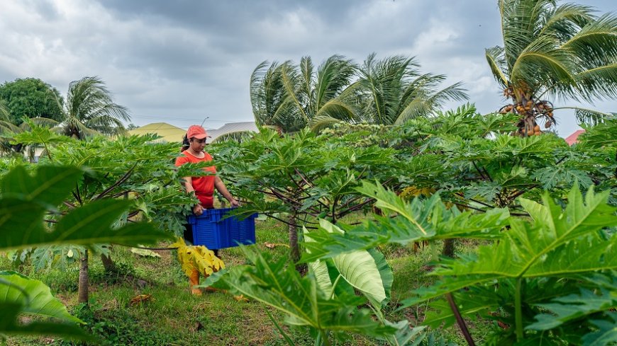 Dreigende prijsstijging groenten en fruit door opkomende olie-industrie