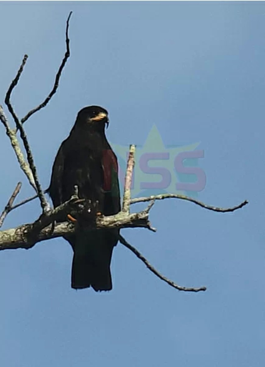 Column: Waar aasgieren regeren en reigers waken