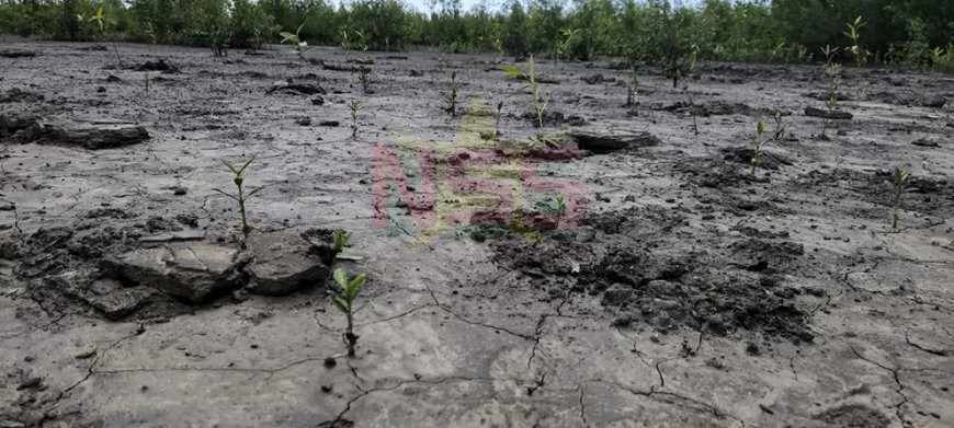 Door modder en manpira’s voor de mangroves van Bigi Pan