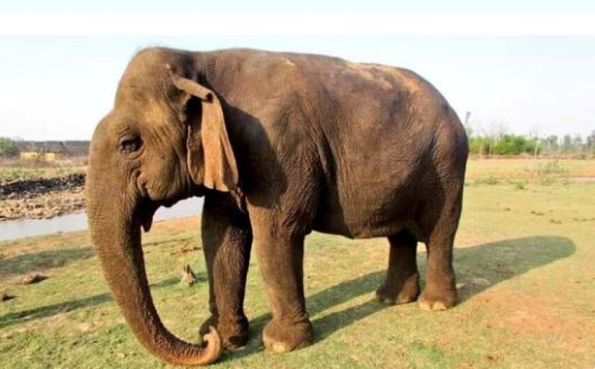 Aziatische oudste olifant sterft op 100-jarige leeftijd