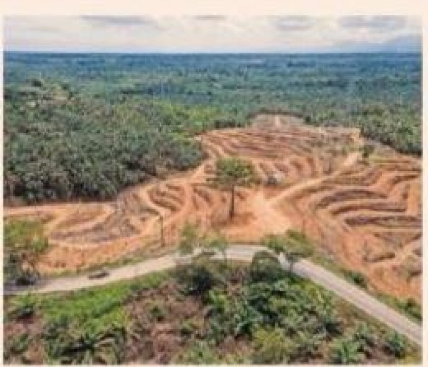 Indonesië vraagt om verdere uitstel van EU-deforestatiewet