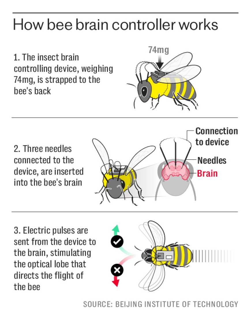 Opmerkelijk – Chinese wetenschappers creëren eerste ‘cyborg-bijen’ – ‘Handig voor spionagemis