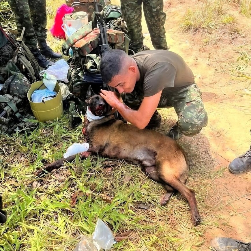 Bommen speurhond verliest poot bij explosie, geprezen als held voor redden tientallen levens 