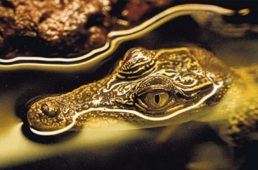 Alleen in Australië vinden huisdier-krokodillen een blijvend thuis