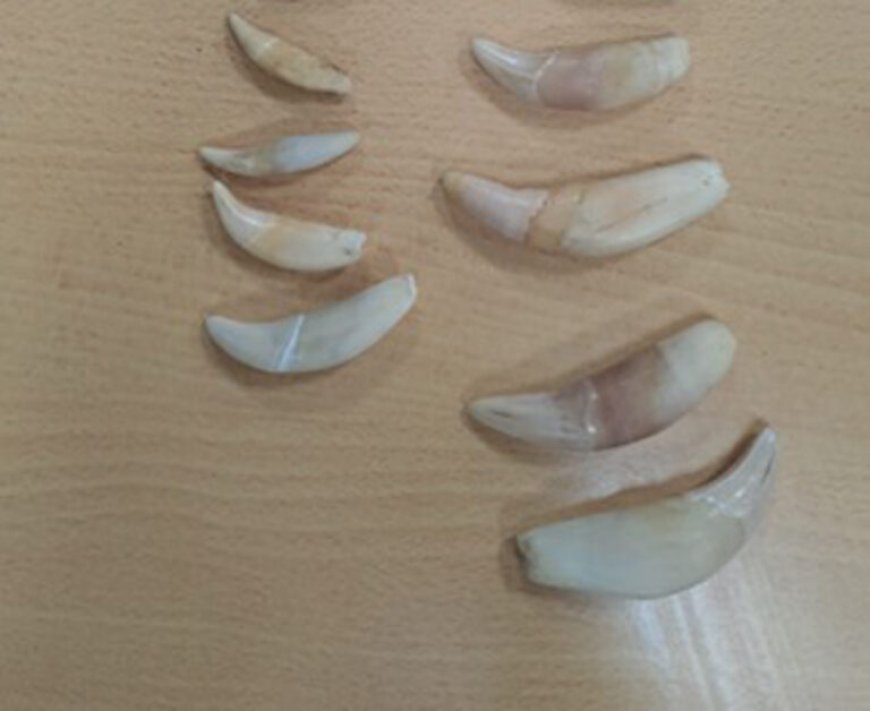 JIT arresteert Vietnamees en Chinees voor illegale handel in jaguarproducten