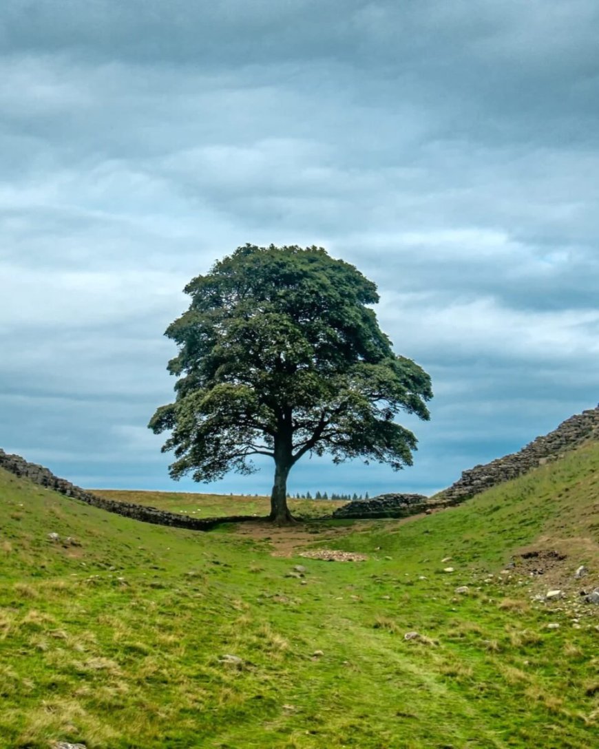 Opmerkelijk – Vier jaar cel voor mannen die wereldberoemde, stokoude Robin Hood-boom velden i