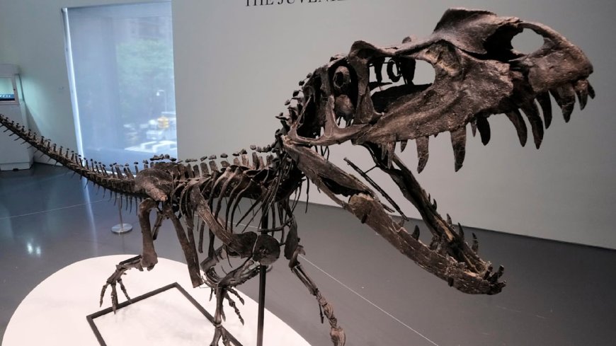 Skelet jonge dinosaurus bij Sotheby’s New York geveild voor $30,5 miljoen