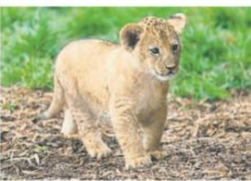 Restaurant in China bekritiseerd om knuffels met leeuwenwelpjes