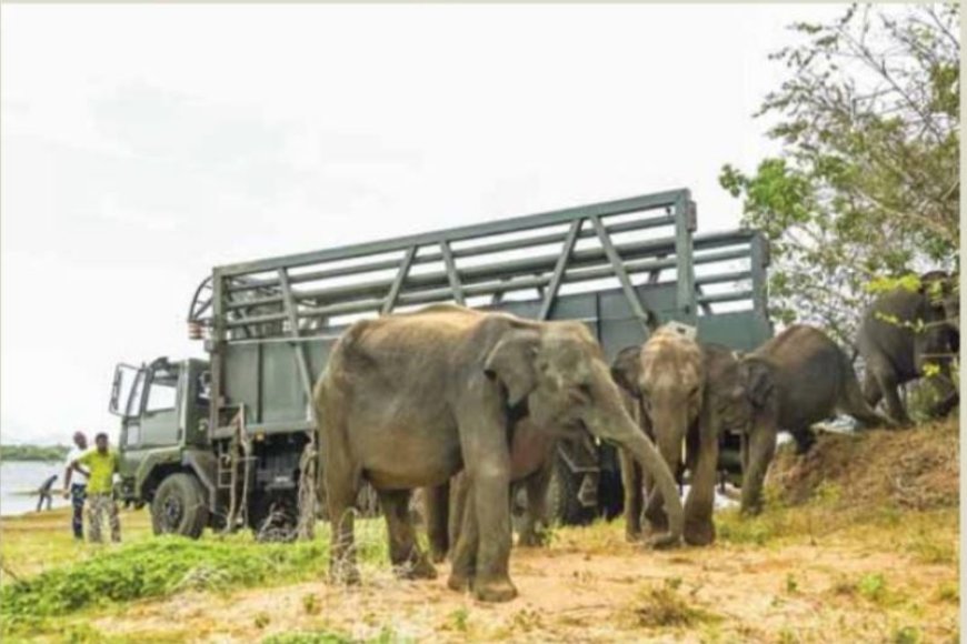 Sri Lanka zet verweesde olifanten terug in de jungle