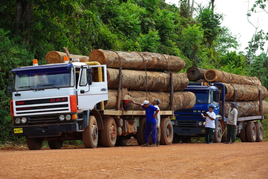 Bewustzijn over bosbehoud groeit in Suriname: land blijft wereldwijd koolstofnegatief